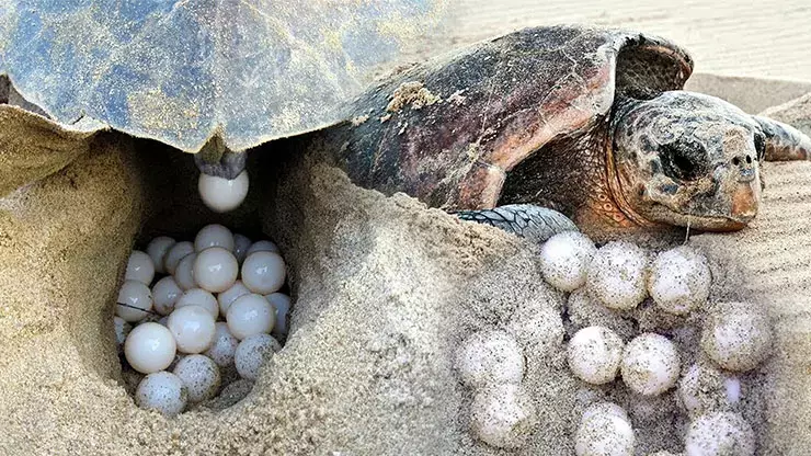Ege'de Sevindiren Gelişme: Nesli Tükenmekte Olan Caretta Caretta’lar 15 Yıl Sonra Yeniden Yumurtladı
