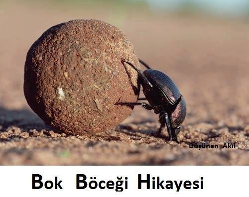 Doğanın Temizlik Kahramanı: Bok Böceği Görev Başında :İnsanlığa ders var!