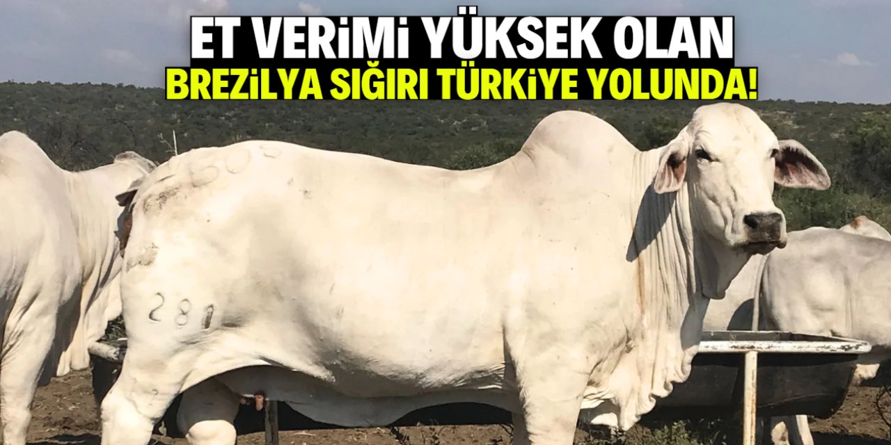 Brezilya’dan Binlerce Sığır Türkiye Yolunda Et fiyatları düşecek