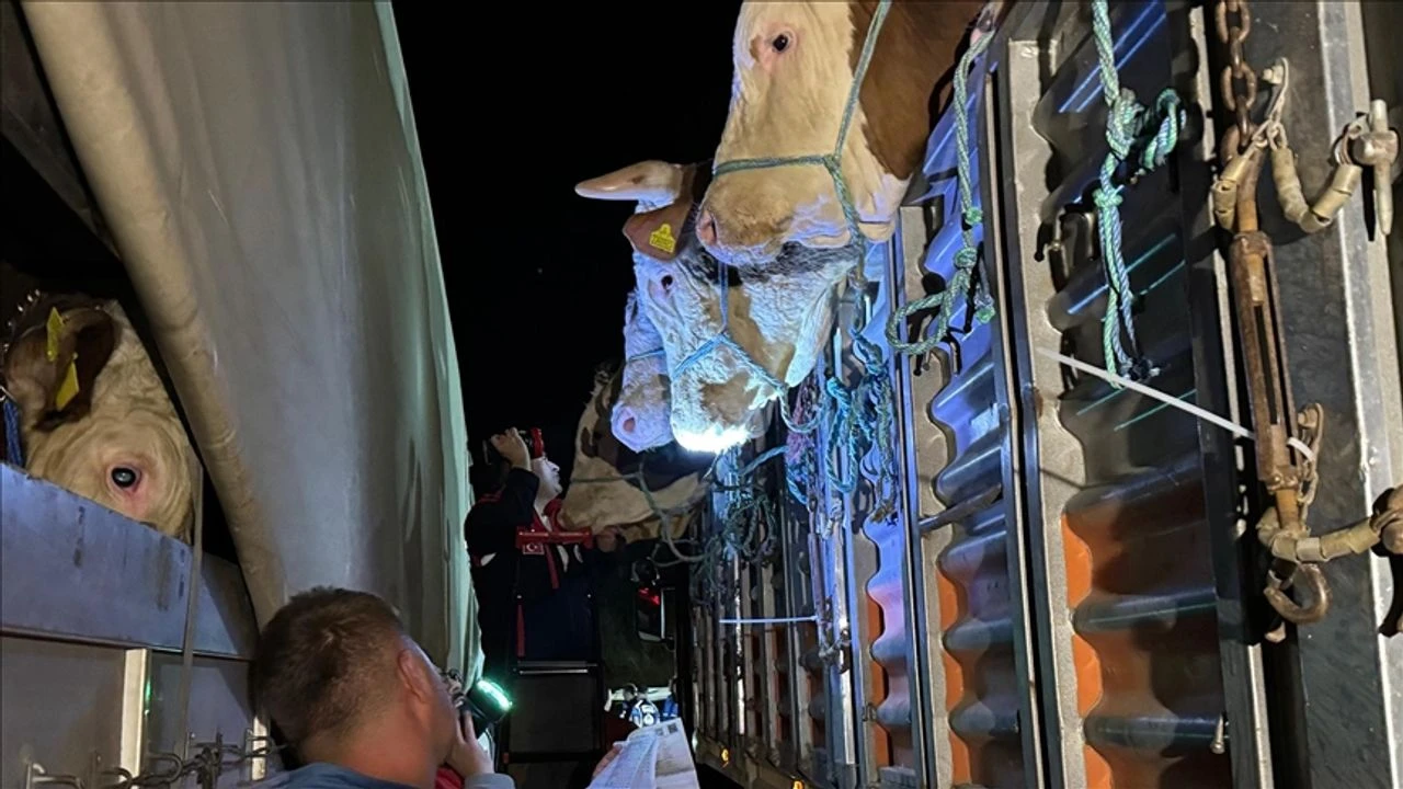 SON DAKİKA:İstanbul'a Kurbanlık Hayvan Girişleri gece saatleri itibarı Başladı: Denetimler 7/24 Sürdürülüyor