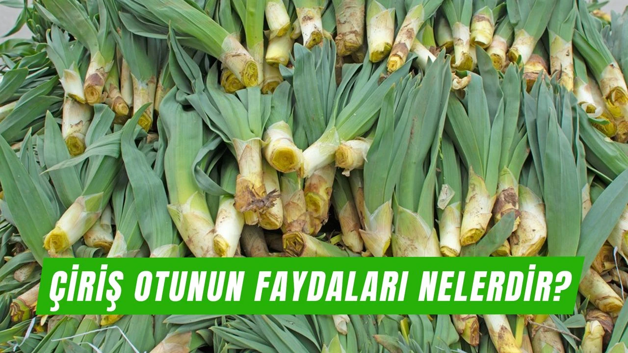 Çiriş Otu Nedir? Faydaları, Zararları ,Kullanım alanları Bilinmeyen Özellikleriyle Şifa Deposu Bitki